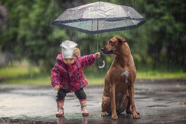 Собака под зонтиком